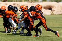 BENGALS VS PREDATORS (PIGSKIN)