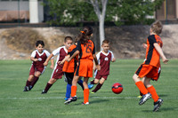 TIGERS VS LAND SHARKS